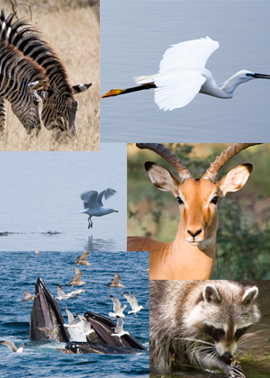 wild life